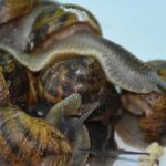 salyangozlari-oldurmek-icin-kararname-yayimlamislar-nXAVSMp7