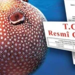 Balon baligi avciligi destekleri artirildi zehirli ture destek 35 tlye yukseltildi mZ94dqxj