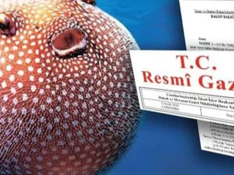 Balon baligi avciligi destekleri artirildi zehirli ture destek 35 tlye yukseltildi mZ94dqxj